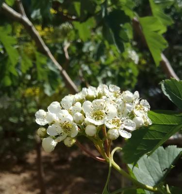 山楂树开花结果时间分析（山楂树开花结果的季节）