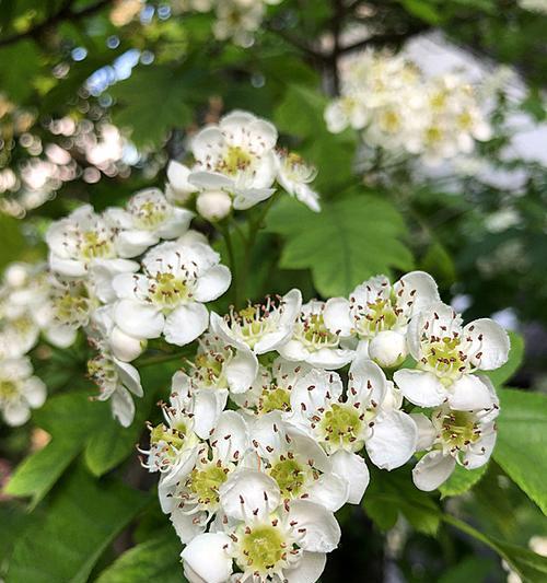 山楂树开花时间及开花次数详解（探究山楂树花期、花色与开花特点）