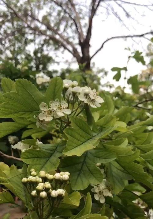 山楂树开花次数的探究（了解山楂树开花的规律和特点）