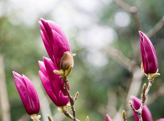 探秘汕头市花——黄蕊槐（汕头市的代表性植物及文化内涵）