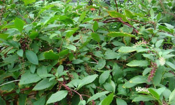 探秘商路——草本植物的王国（以草为基）