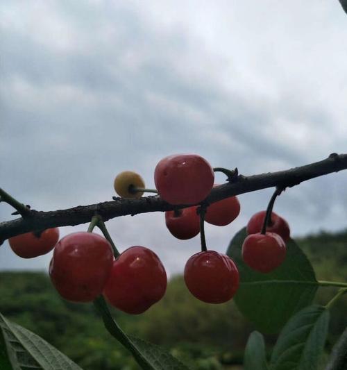 上虞樱桃成熟上市时间及采摘技巧（探寻上虞樱桃的成熟周期和采摘技巧）