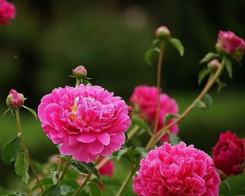 芍药花的花语（揭示芍药花的秘密）