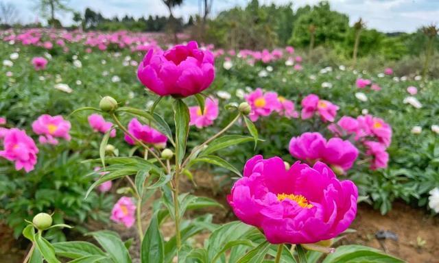 探秘芍药花的盛放时节（芍药花花期特点及注意事项）