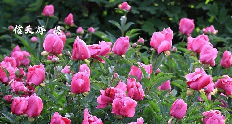 探秘芍药花期之长（从盛开到凋谢）