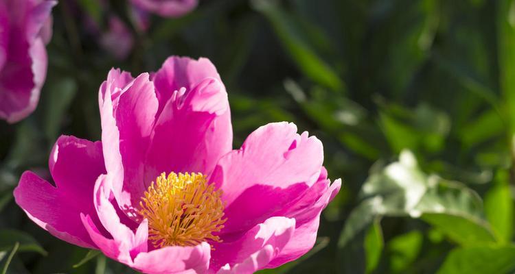 芍药花的颜色（探索芍药花的五彩斑斓）