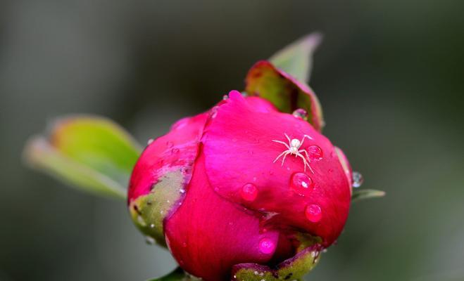 芍药花香有毒吗（真相揭秘）