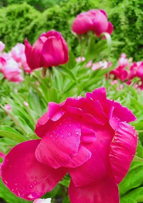 芍药是否适合淋雨（探究芍药的生态习性和生长环境）