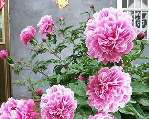 室内也能种芍药（芍药在室内的种植方法和注意事项）