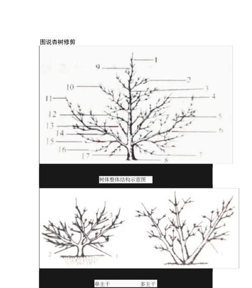 芍药修剪技巧（让芍药更美丽的修剪方法）