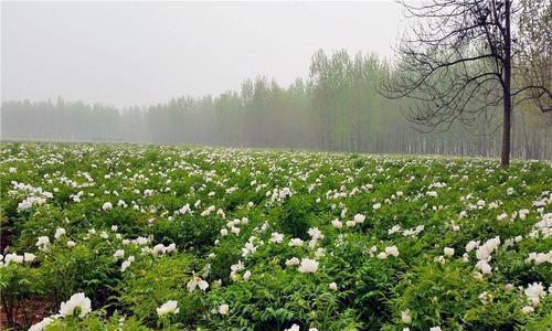 如何种植健康的芍药（适合什么地方种植）