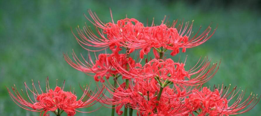 白色彼岸花的花语与意义（探索白色彼岸花的神秘符号和象征）