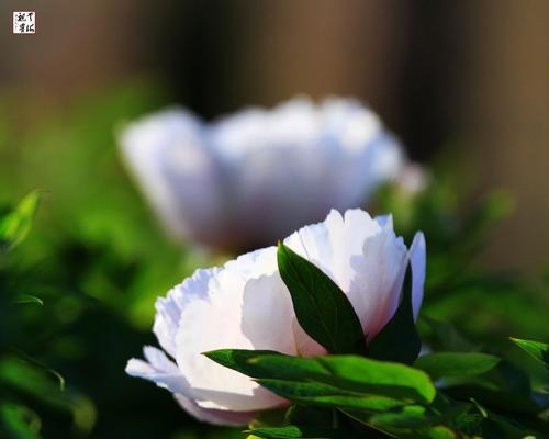 白芍药花语（白芍药）