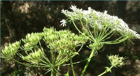 白芷花语的深意与传承（白芷花语的美丽与意蕴）