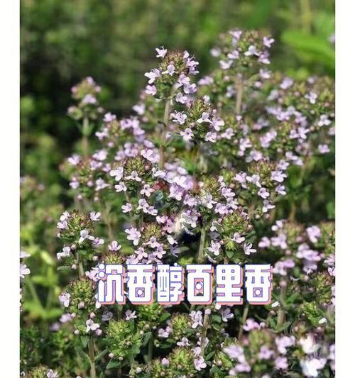 百里香花语的魅力与意义（芳香四溢的百里香带给我们的启示）