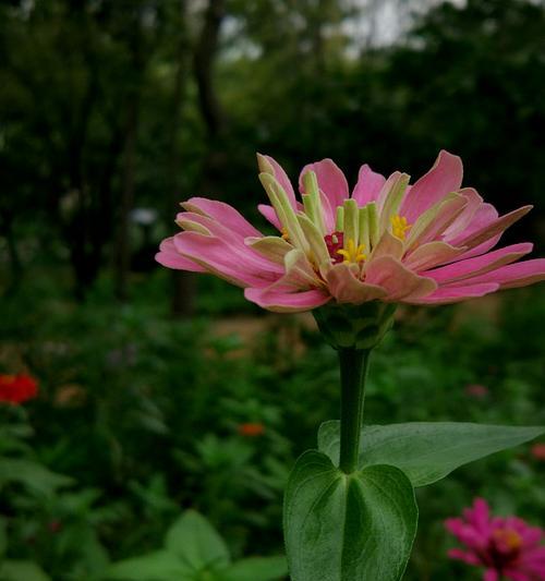 百日草的花语——勇往直前（揭示勇气和坚韧精神的花海）