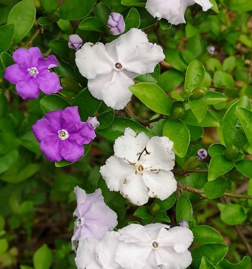 宝石花的花语（与宝石花一起解读花语的世界）