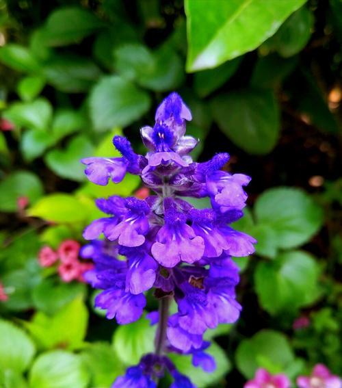 贝壳花的花语与含义（贝壳花）