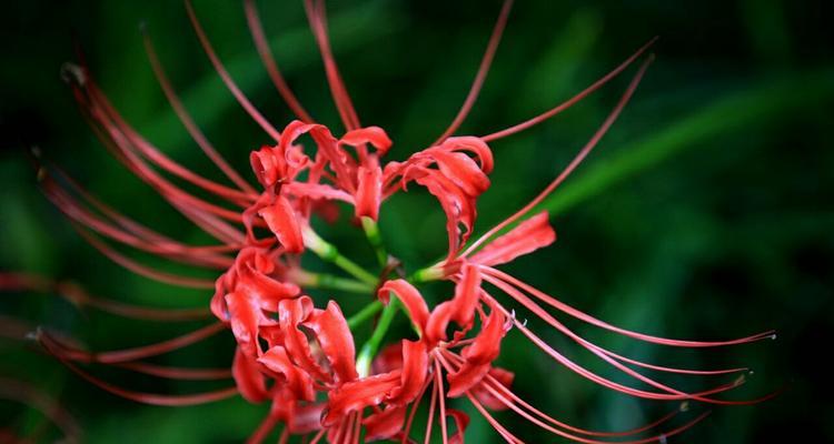 彼岸花（花开如火）