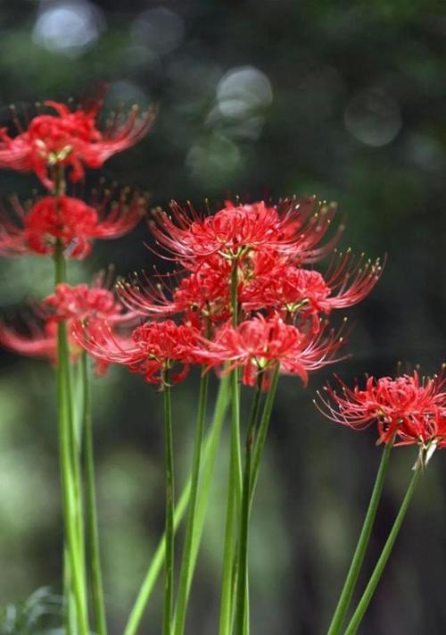 彼岸花的花语与象征意义（探索彼岸花的美丽与寓意）