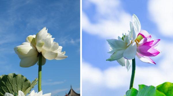 并蒂莲花（和谐共生）