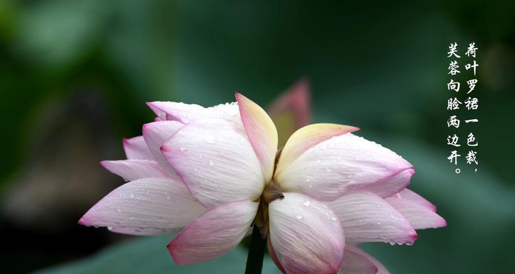 并蒂莲花（探寻并蒂莲花的含义与传承）