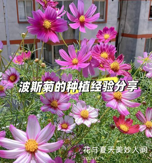 波斯菊之美（探秘波斯菊的神奇传说与花语之谜）