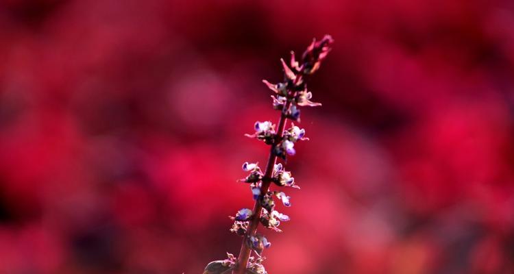 彩叶草花语（赋予生活更多温暖与美好）