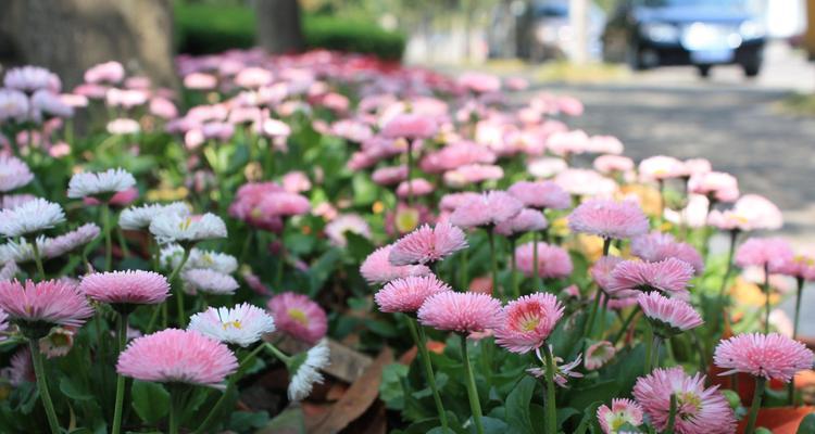 小雏菊花语及其象征意义（探究小雏菊的花语）