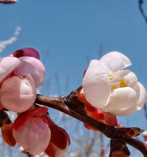 春天花开，绽放生机（迎接春天）