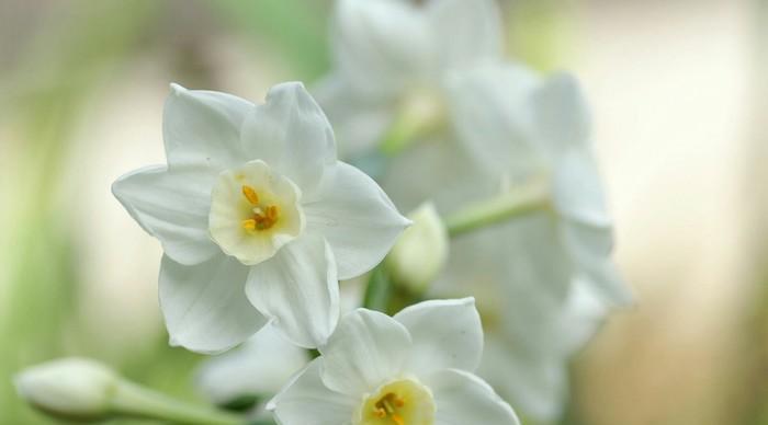 纯白水仙花的花语与美丽传说（探索纯白水仙花的深层含义与神秘力量）