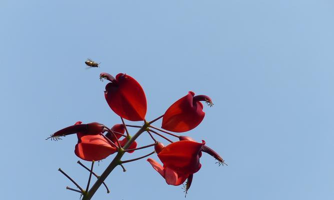 刺桐花的花语与美丽独特的魅力（春天的粉色童话）