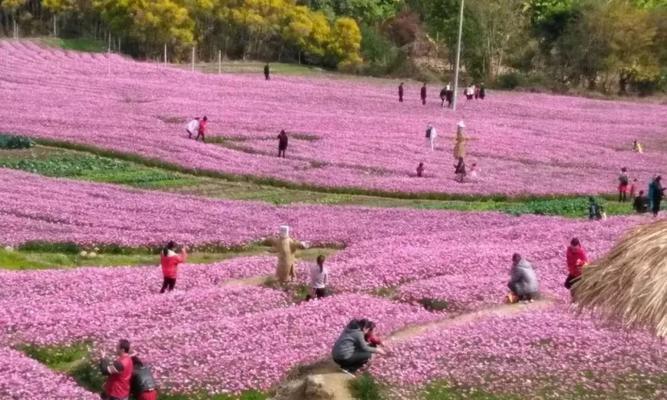 大波斯菊花语——花开满园的幸福寓意（花语深情）