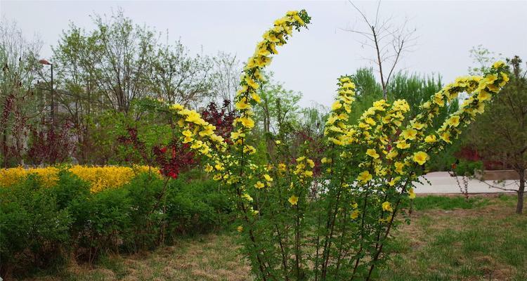 棣棠花的花语与意义（探寻棣棠花的美与哲理）