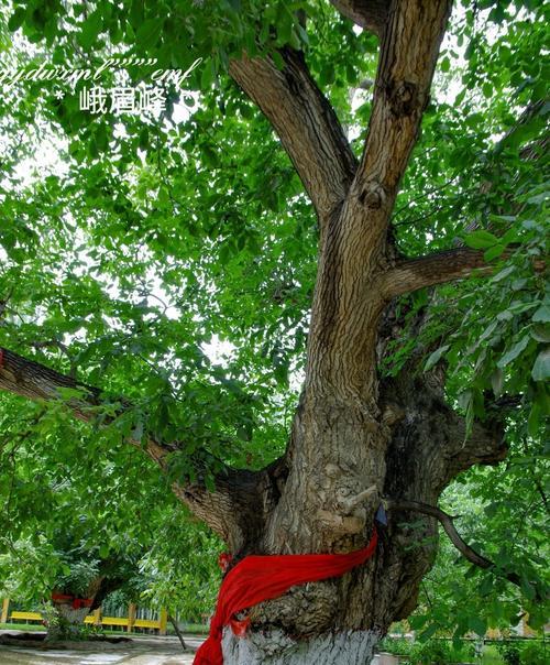 探寻核桃的故乡（核桃果实来自何方）