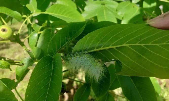 核桃长虫子的防治方法（如何避免核桃被长虫侵害）