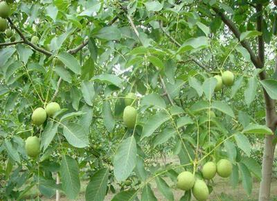 核桃种植技术与管理（从选地到收成）