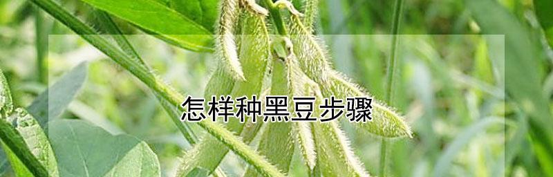 黑豆发芽的步骤和技巧（全面解析如何让黑豆快速发芽）