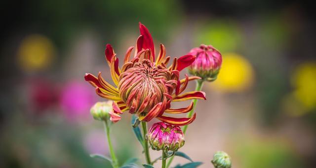 菊花的寓意和含义（菊花的象征意义和文化传承）