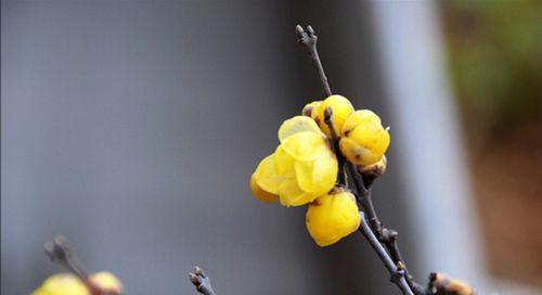 腊梅花的寓意与象征意义（探寻腊梅花背后的深意）