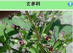 探究玄参科植物的特点与应用（从分类）