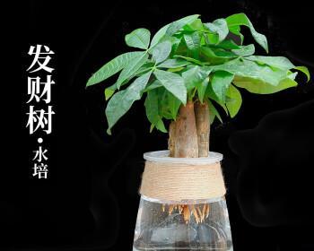 学生书房必备的植物（打造宜居的学习环境）