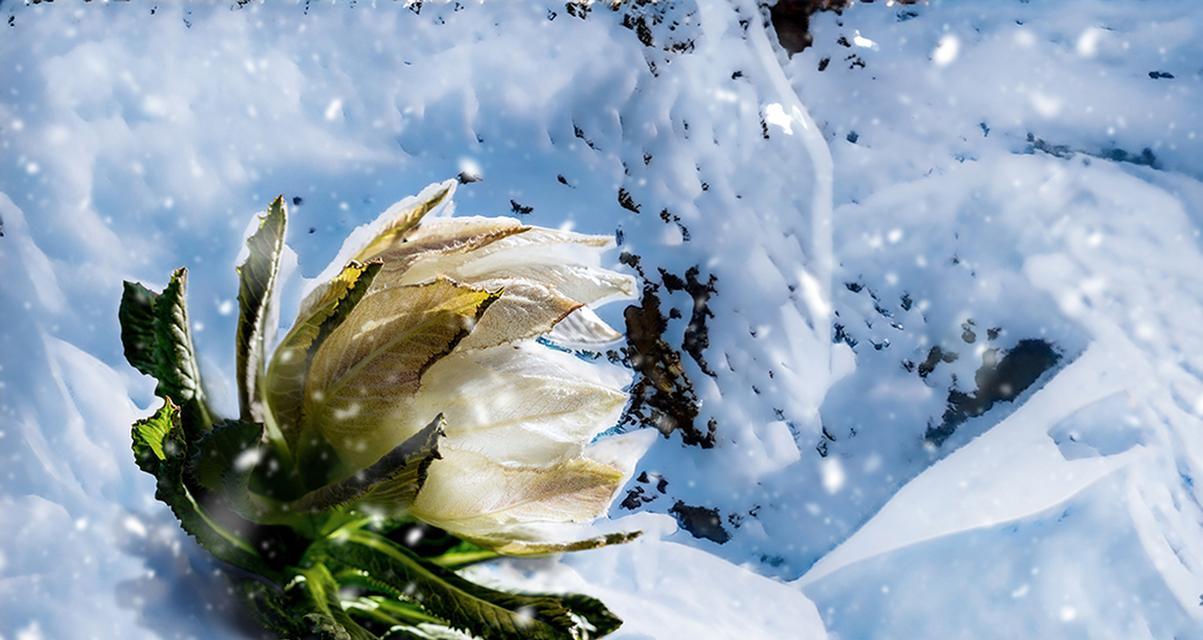 雪莲一年内生长速度神奇（探究雪莲生长的奥秘）