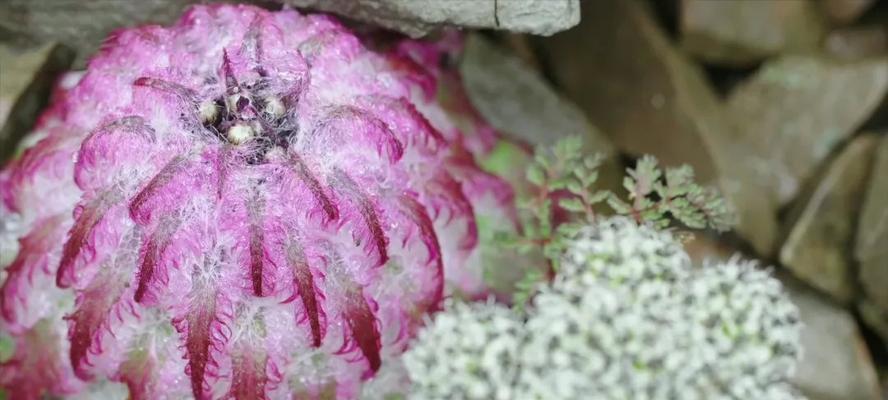 雪莲开花时间及特点（探秘雪莲花期）