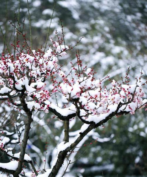 雪梅——一种美丽的花卉植物（了解雪梅的生态特点和栽培技巧）