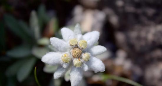 雪绒花，挪威的国花（赏花如仙境）