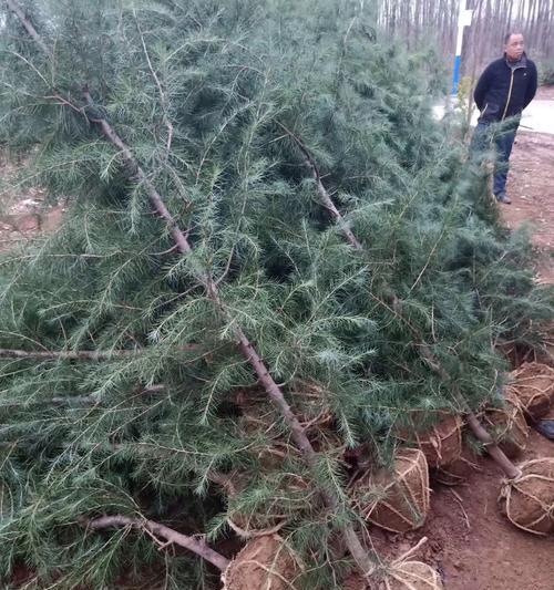 雪松，一个适合种在院子里的树种（种植方法）