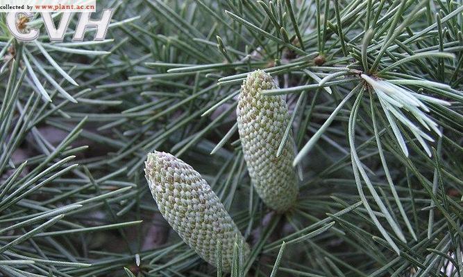 雪松是木本植物吗（探究雪松的植物类别及其特征）