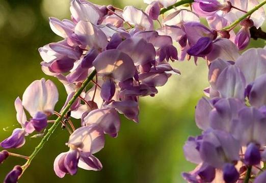 紫藤萝花语解析——探寻爱与希望的力量（紫藤萝花语的深意与象征）