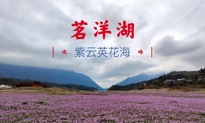 紫云英的花语——悠远与希望（唤醒心中的希望）